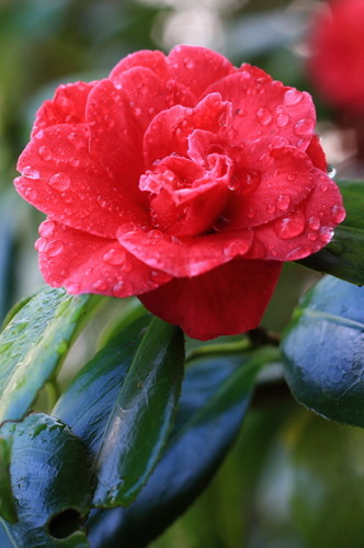 Derrynane Gardens - Wet Petals Derrynane Gardens - Wet Petals