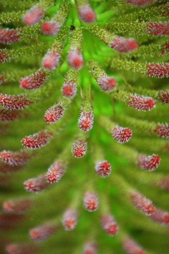 Derrynane Gardens - Up close and personal