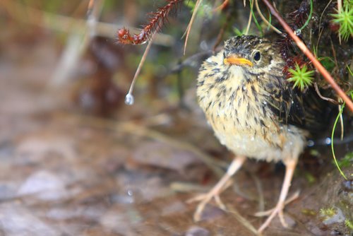 Coad Mountain - The Birdy