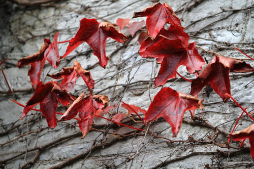 Red October